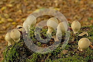 Onion-stalk parasol mushrooms in the forest