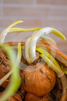 Onion stem growth