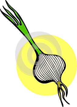 onion with stem vector illustration