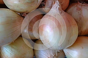 Onion on the table