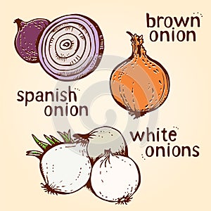 Onion vector set of hand drawn line art illustration