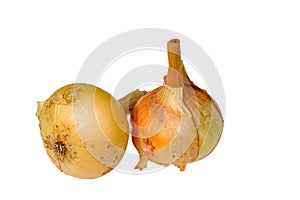 Onion. Vegetable. Two golden bulbs on  white background