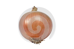 The onion on a white background