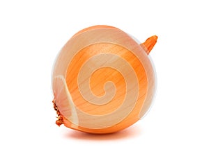 Onion on a white background