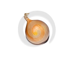 Onion on a white background. Root isolate. Fresh vegetables