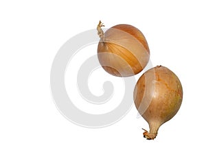 Onion on a white background. Root isolate. Fresh vegetables