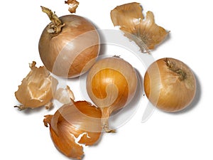 Onion on a white background. Root isolate. Fresh vegetables
