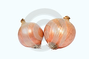 The onion on a white background