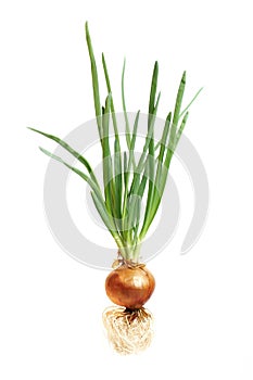 Onion photo