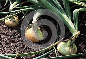 Onions