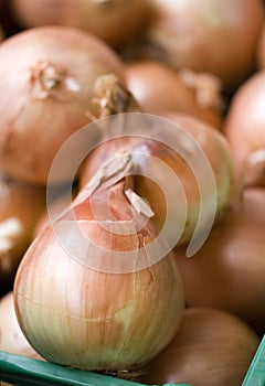 Onions