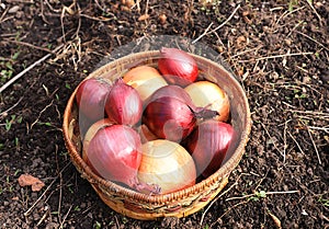 Onions in a basket in the spring garden. Preparation for planting in the village for growing environmentally friendly products.