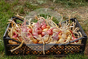 onions in a black plastic container on the grass.