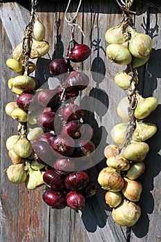 Onions crop on drying