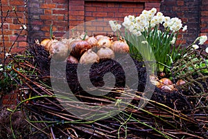 Onions and Dafodils in a wicker basket