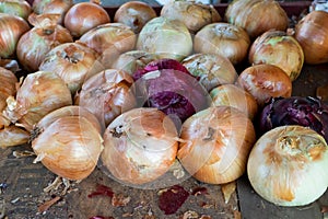 Onions at Detering Farm in Eugene Oregon photo