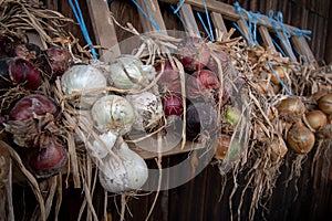 Onions of different colors hanging on a frame