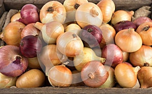 Onions of different varieties: yellow, red, pink-salad.