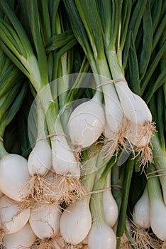 Onions on Display