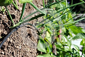 Onions and drip irrigation