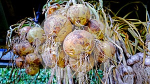 Onions. Drying onions after harvesting. Bulbs in a bundle