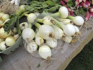 Onions at Farmers Market