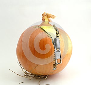 Onions with a fastener photo