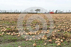 Onions in the fields