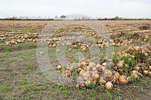 Onions in the fields