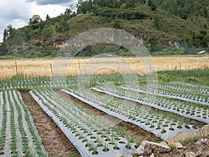 Onions Grow Well in Rows of Soil Covered in Plastic Mulch