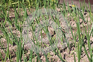 onions growing in the garden in early spring, sunny day, close-up