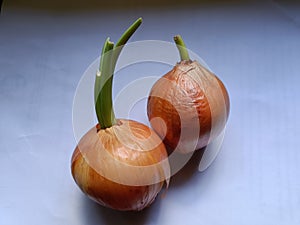 Onions growing roots and leaves can be cultivated for propagation.