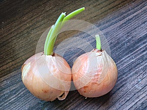 Onions growing roots and leaves can be cultivated for propagation.