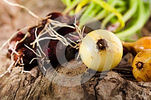 Onions on grunge wood