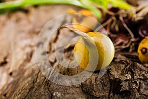 Onions on grunge wood