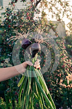 Onions in the hands of a farmer`s woman
