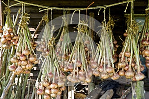 Onions hanging to dry.
