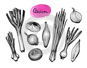 Onions, leeks and scallions.