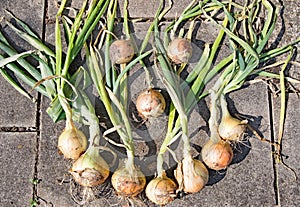 `Onions make me smile;` Growing your own avoids using plastics, transport fuel and disposable costs.