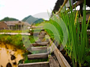 Onions and mints are planted to decorate the old wooden bridge which is used across the lotus pond. Selective focus and copy space