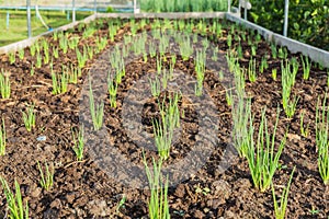 Onions plantation