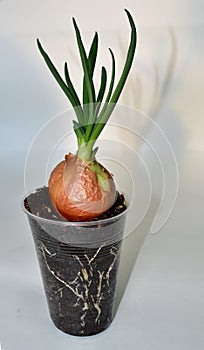 Onions planted at home