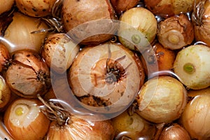 Onions for planting lie in water with fertilizers