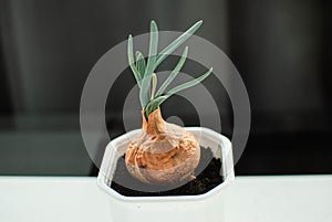 Onions in a pot