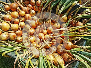 Onions put to dry off in wheelbarrow