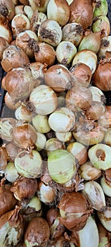 Onions recent winter, onions, bulb yellow, winter onions not very beautiful