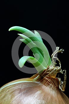 Onions are regenerate