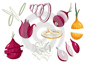 Onions set. Whole unpeeled, half, onion rings and slices. Fresh farm market symbols. Vector illustration of organic farm