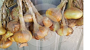 Onions in a shed  to dry, organic vegetable