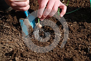 Onions in soil